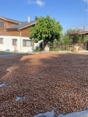 Kabuklu Fındık 1 kg